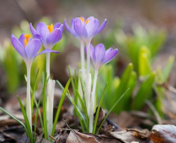 Springtime